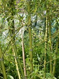 Bambus-Bonn: Halmdetailansicht von Phyllostachys parvifolia mit dem charakteristische Halmreif unterhalb der Nodie - Ort: Bonn