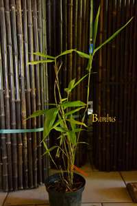 Bambus-Bonn Phyllostachys pubescens Moso - Hhe in Deutschland bis 7 Meter