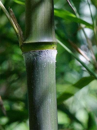 Bambus-Bonn Phyllostachys atrovaginata - Detailansicht Halm nach dem Austrieb